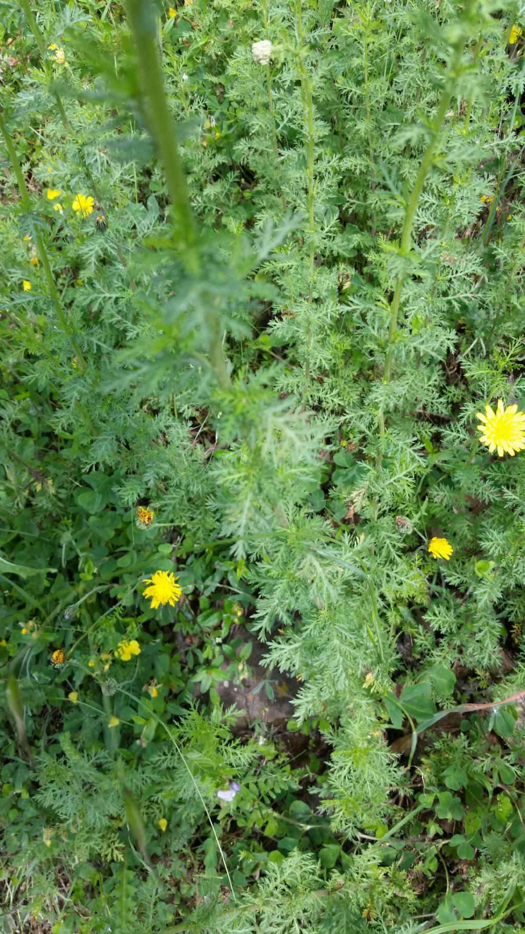 Che pianta  ?  Achillea sp. (Asteraceae)